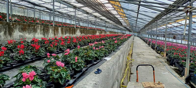 Immagine 8 di Terreno in vendita  in Via frantoi canai a San Remo