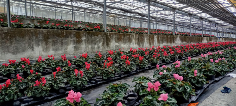 Immagine 9 di Terreno in vendita  in Via frantoi canai a San Remo