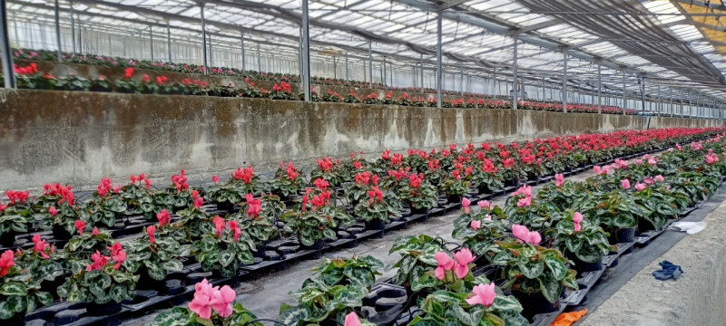 Immagine 10 di Terreno in vendita  in Via frantoi canai a San Remo