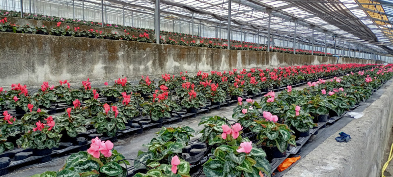 Immagine 11 di Terreno in vendita  in Via frantoi canai a San Remo