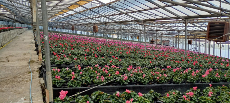 Immagine 13 di Terreno in vendita  in Via frantoi canai a San Remo