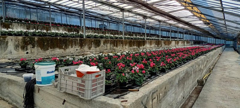 Immagine 15 di Terreno in vendita  in Via frantoi canai a San Remo