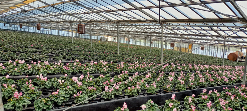 Immagine 16 di Terreno in vendita  in Via frantoi canai a San Remo