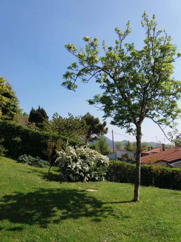 Immagine 3 di Casa indipendente in vendita  a Lozzo Atestino