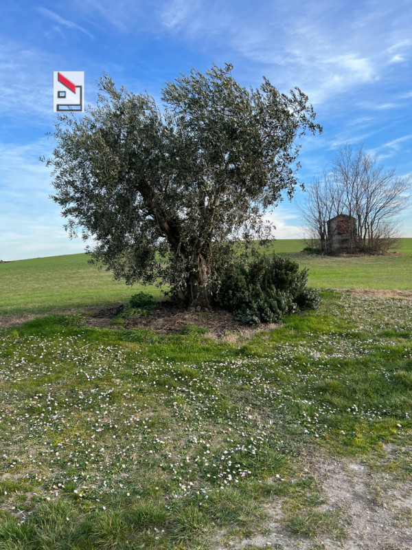 Immagine 43 di Rustico / casale in vendita  in Via San Vincenzo a Ostra