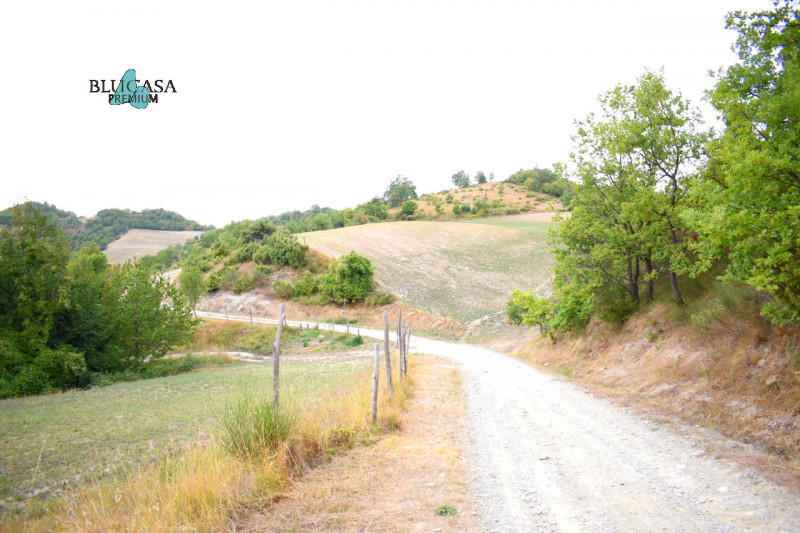 Immagine 9 di Rustico / casale in vendita  in Camposonaldo a Santa Sofia