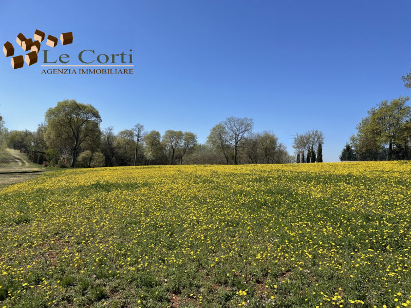 Immagine 2 di Rustico / casale in vendita  a Alonte