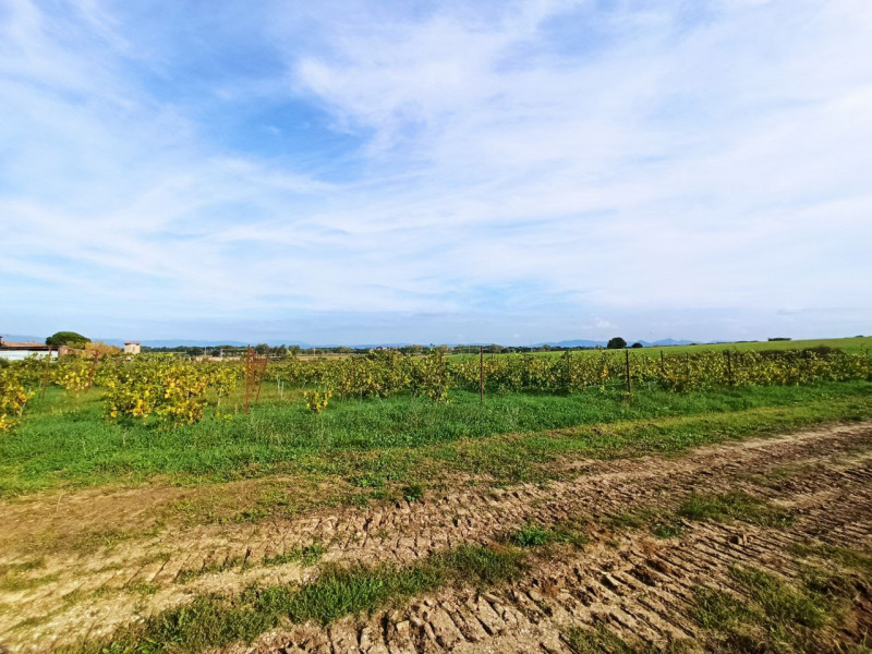 Immagine 19 di Agriturismo in vendita  in via Roma a Castiglione Del Lago