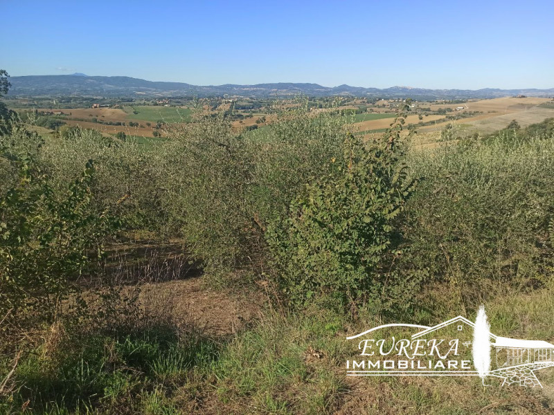Immagine 4 di Terreno in vendita  in gioiella a Castiglione Del Lago