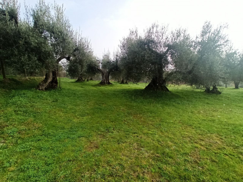 Immagine 3 di Terreno in vendita  in via del mulino a Panicale