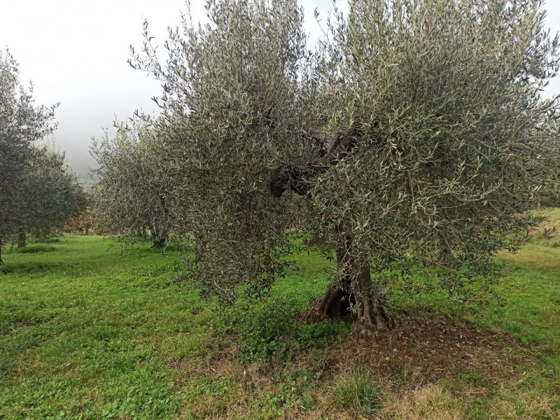 Immagine 4 di Terreno in vendita  in via del mulino a Panicale