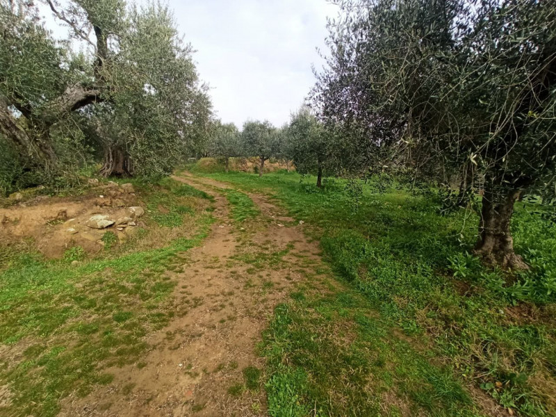 Immagine 5 di Terreno in vendita  in via del mulino a Panicale