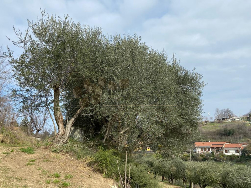 Immagine 9 di Rustico / casale in vendita  a Val Liona