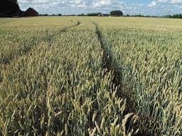 Immagine 4 di Terreno in vendita  in Via Cavour a Ponso