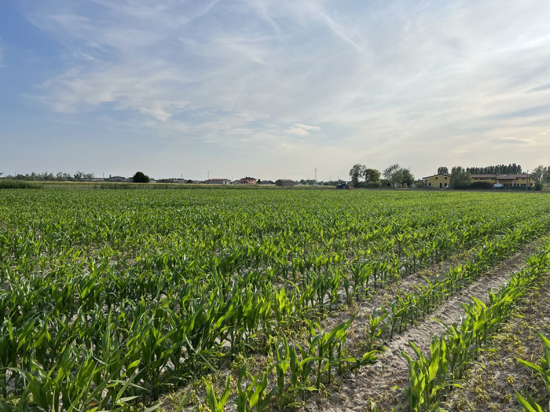 Immagine 5 di Terreno in vendita  in Via Palazzi a Chioggia