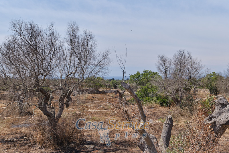 Immagine 4 di Rustico / casale in vendita  in Località Macchia a Taviano