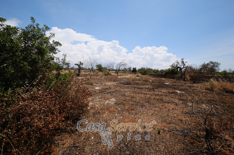 Immagine 11 di Rustico / casale in vendita  in Località Macchia a Taviano