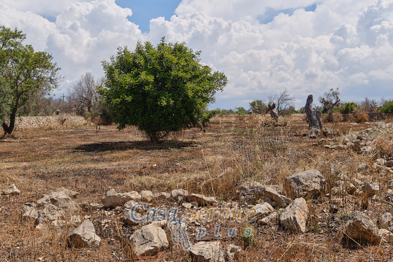 Immagine 16 di Rustico / casale in vendita  in Località Macchia a Taviano