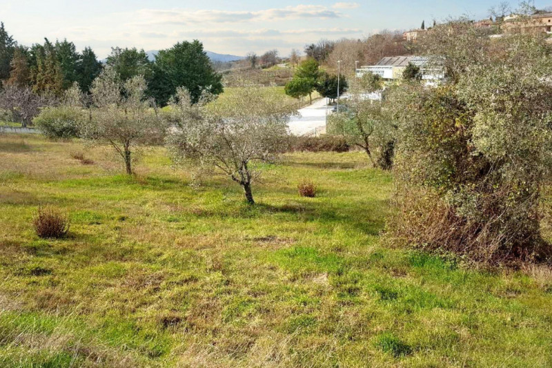 Immagine 4 di Terreno in vendita  in Via Edmondo De amicis - SP 445, N. snc a Montefalco