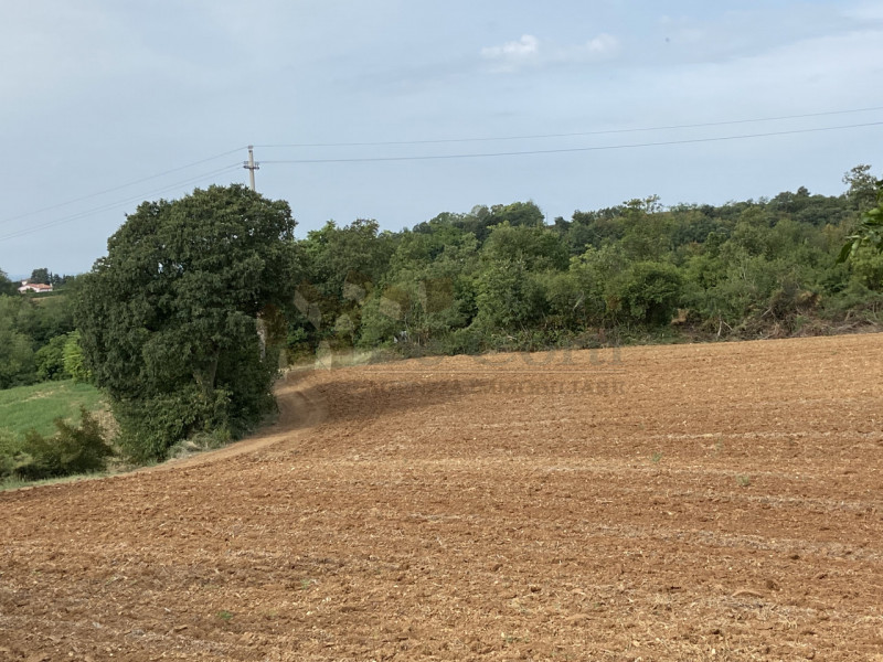 Immagine 4 di Rustico / casale in vendita  a Lonigo