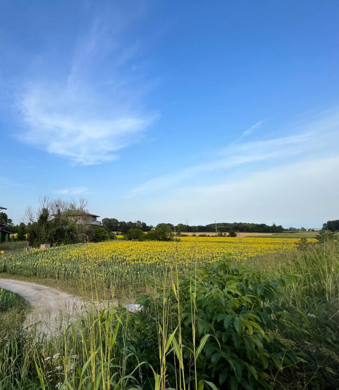 Immagine 2 di Capannone industriale in vendita  in via Nuova Zelanda a Padova