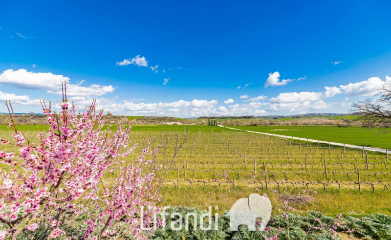 Immagine 2 di Agriturismo in vendita  a Manciano