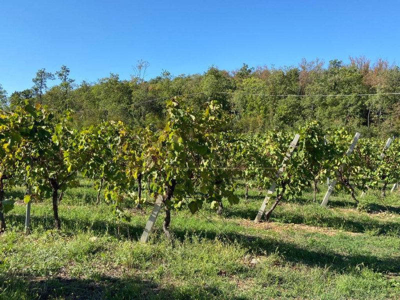 Immagine 2 di Terreno in vendita  a Villaga