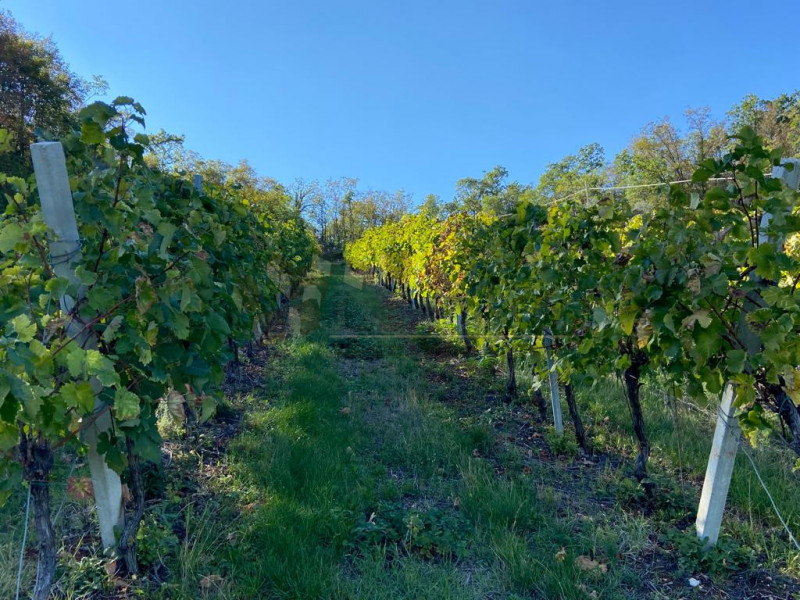 Immagine 3 di Terreno in vendita  a Villaga