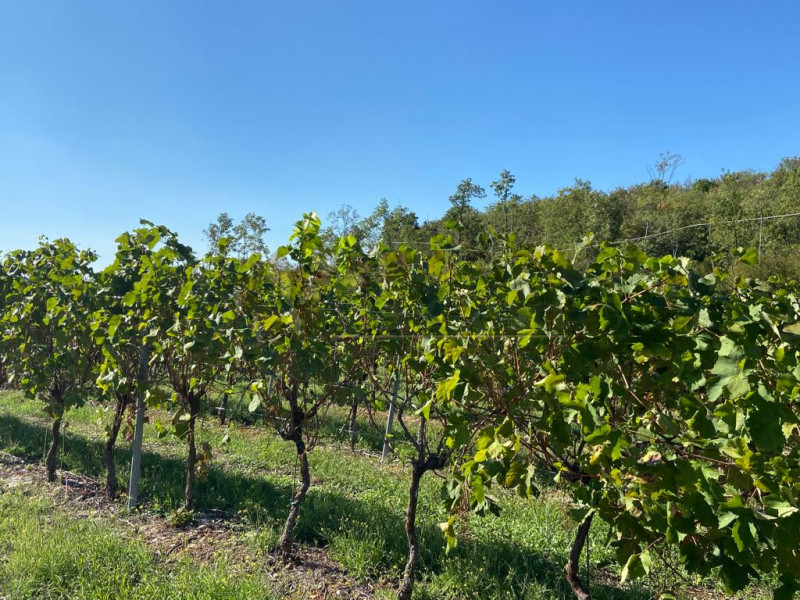 Immagine 5 di Terreno in vendita  a Villaga