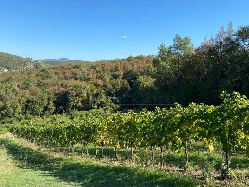 Immagine 6 di Terreno in vendita  a Villaga
