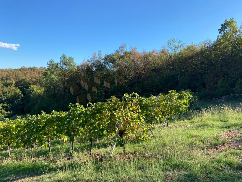 Immagine 9 di Terreno in vendita  a Villaga