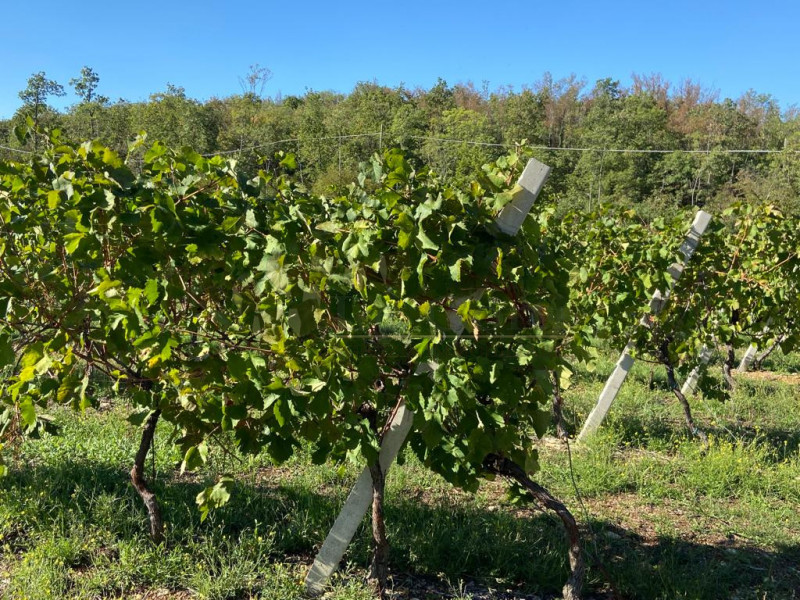 Immagine 10 di Terreno in vendita  a Villaga