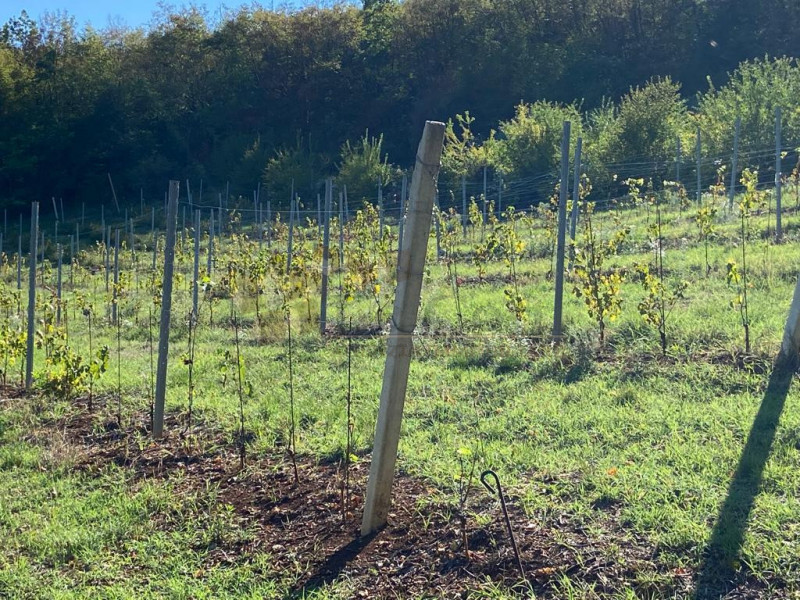 Immagine 11 di Terreno in vendita  a Villaga