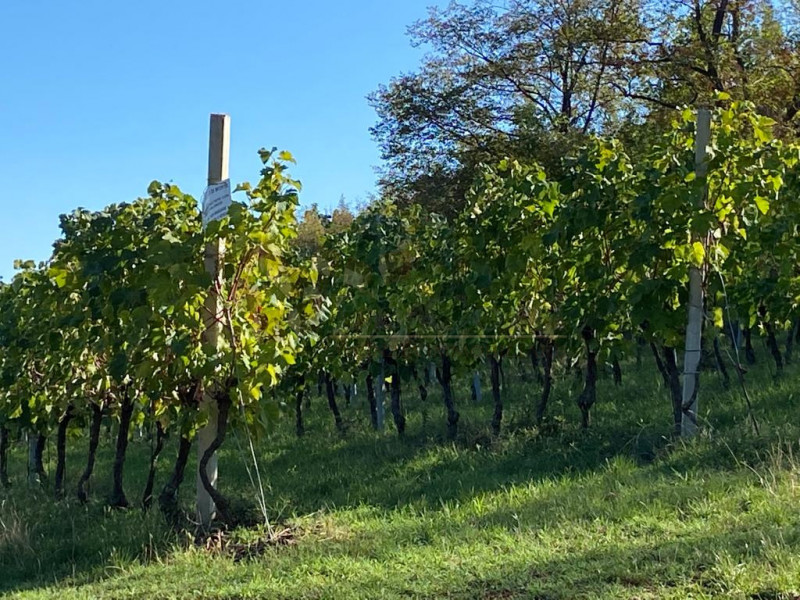 Immagine 12 di Terreno in vendita  a Villaga