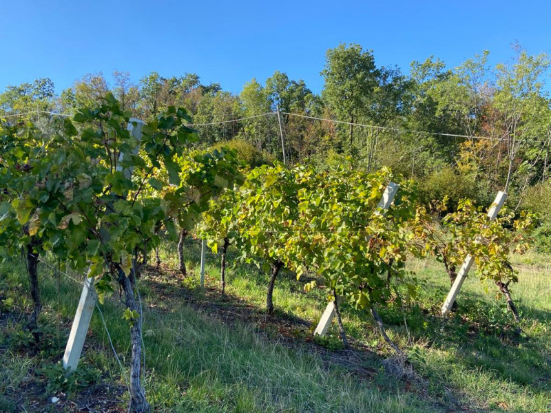 Immagine 13 di Terreno in vendita  a Villaga