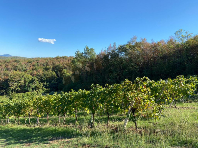 Immagine 14 di Terreno in vendita  a Villaga