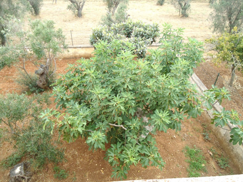 Immagine 15 di Villa in vendita  in SP 223 a Gallipoli