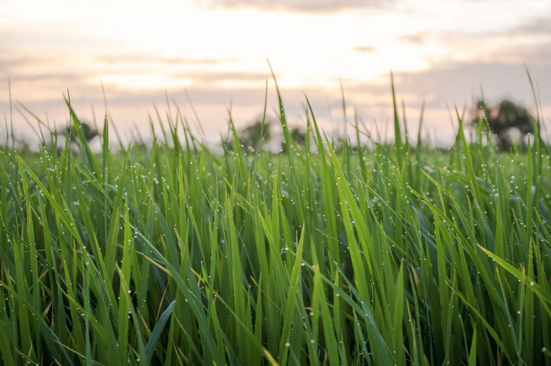 Immagine 21 di Terreno in vendita  in Via San Marco a Castelfranco Veneto