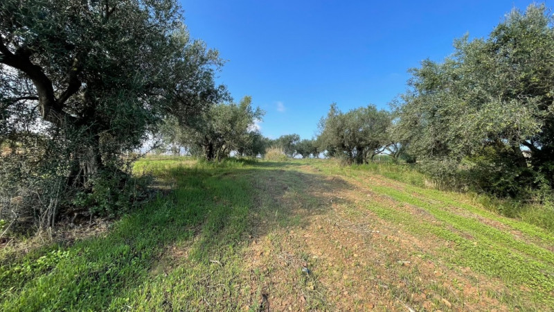 Immagine 2 di Terreno in vendita  in contrada campo a Partinico