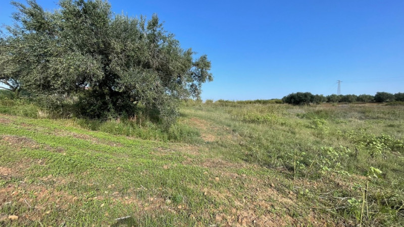 Immagine 3 di Terreno in vendita  in contrada campo a Partinico