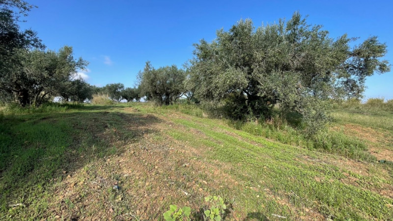 Immagine 4 di Terreno in vendita  in contrada campo a Partinico