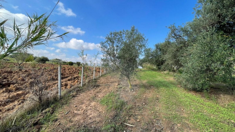 Immagine 5 di Terreno in vendita  in contrada campo a Partinico