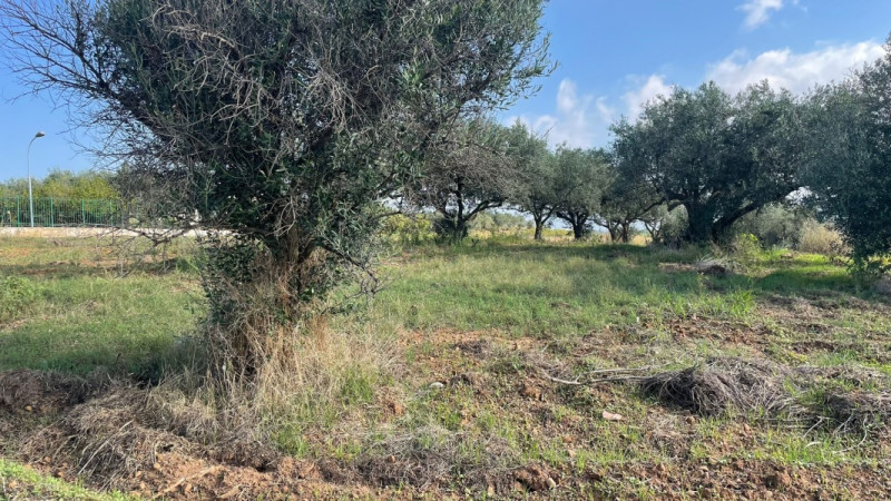 Immagine 9 di Terreno in vendita  in contrada campo a Partinico