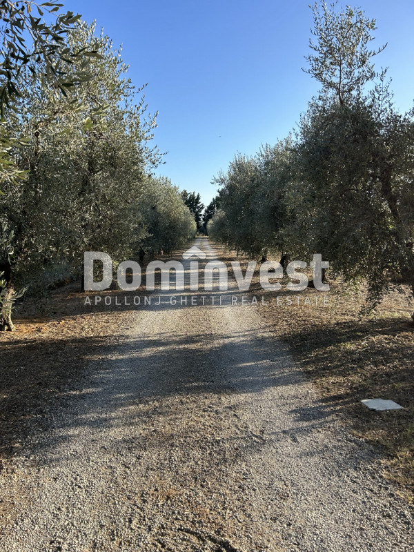 Immagine 3 di Rustico / casale in vendita  in Strada Pedemontana a Capalbio