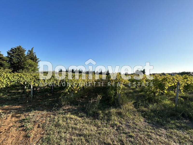 Immagine 5 di Rustico / casale in vendita  in Strada Pedemontana a Capalbio