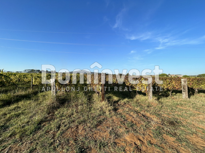 Immagine 6 di Rustico / casale in vendita  in Strada Pedemontana a Capalbio