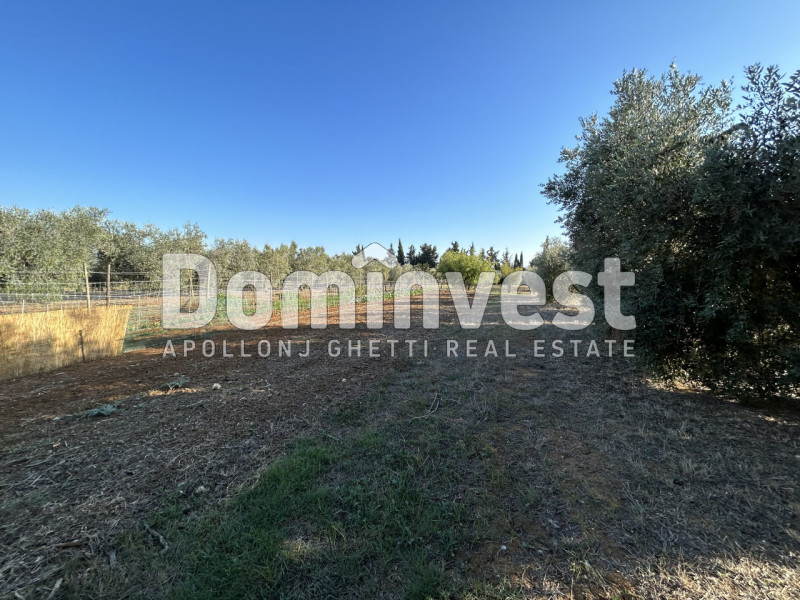 Immagine 7 di Rustico / casale in vendita  in Strada Pedemontana a Capalbio