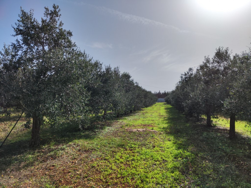 Immagine 3 di Villa in vendita  in via vecchia gallipoli 2 a Sannicola