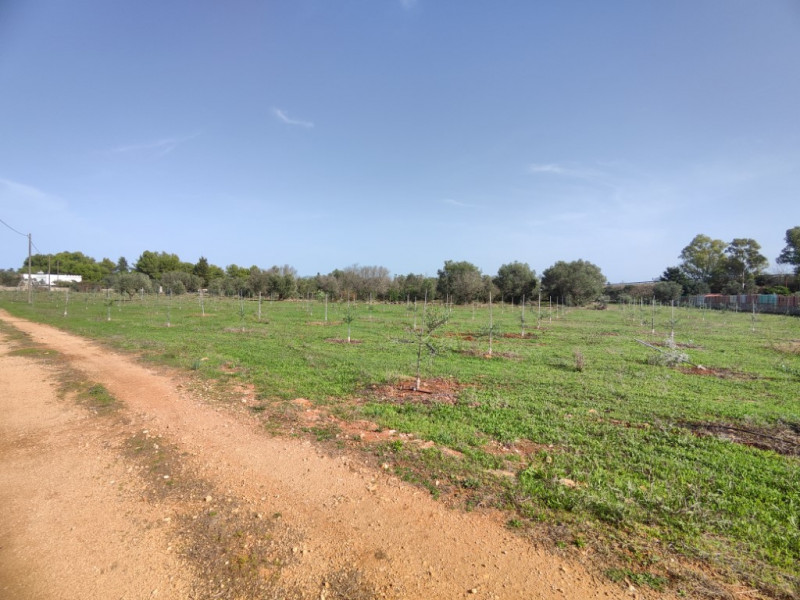 Immagine 4 di Villa in vendita  in via vecchia gallipoli 2 a Sannicola