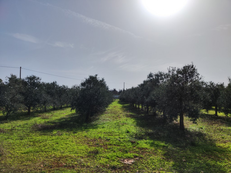 Immagine 7 di Villa in vendita  in via vecchia gallipoli 2 a Sannicola